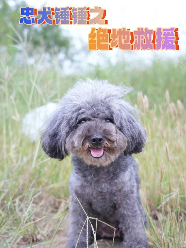 忠犬锤锤之绝地救援封面