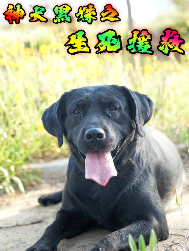 神犬黑姝之生死援救封面