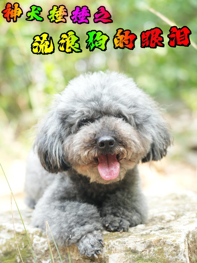 神犬捶捶之流浪狗的眼泪封面