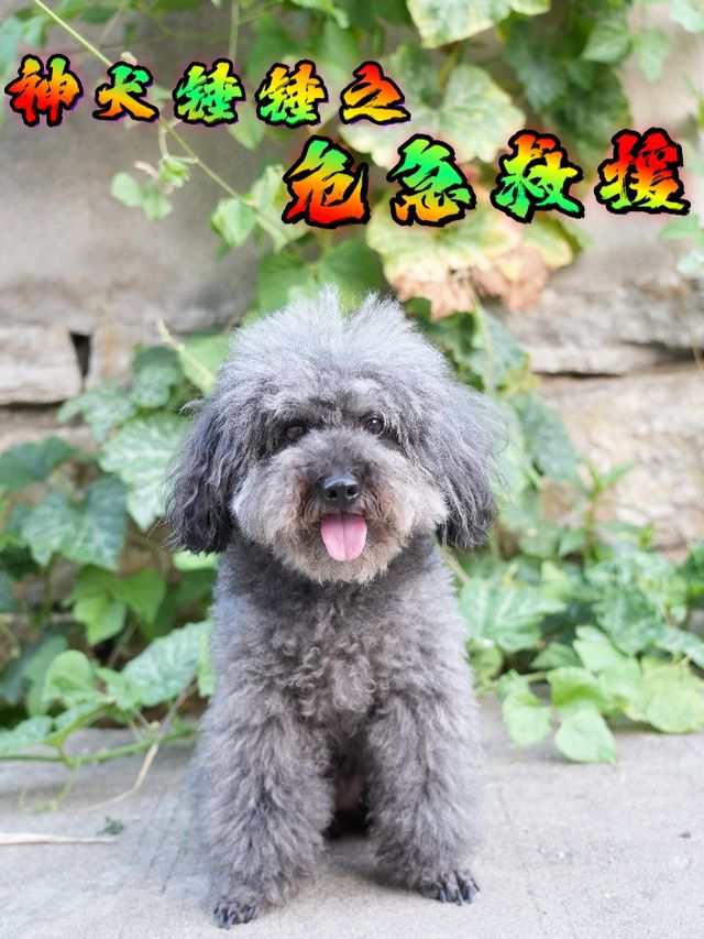 神犬锤锤之危急救援封面