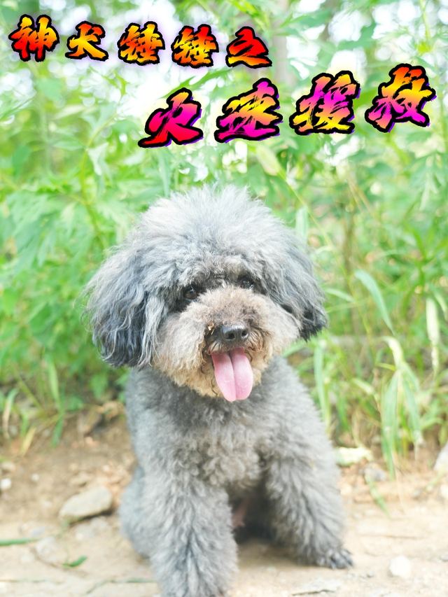 神犬锤锤之火速援救封面