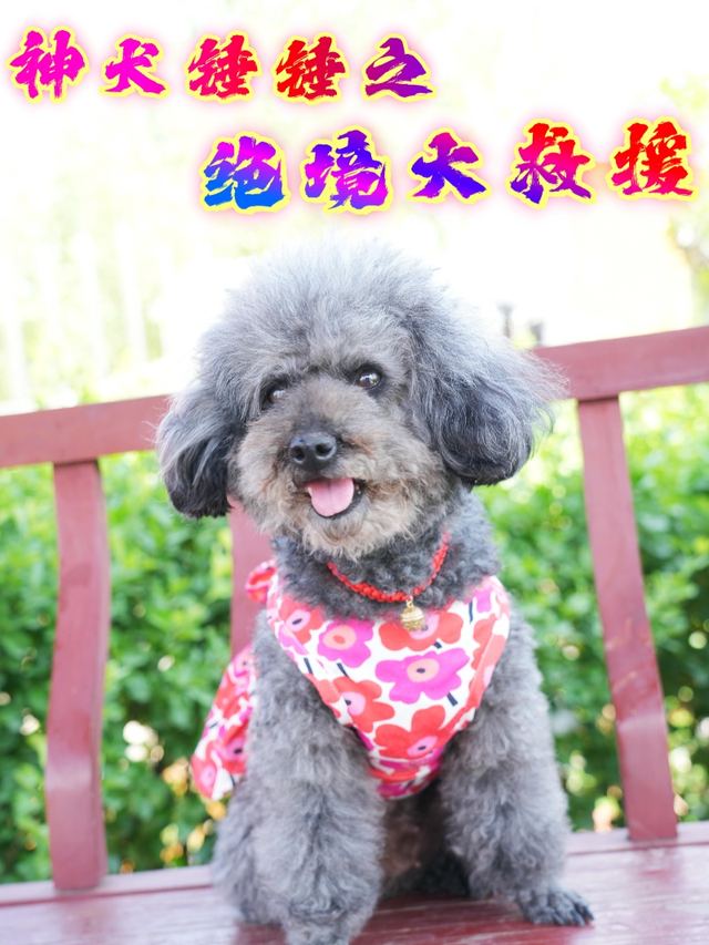 神犬锤锤之绝境大救援封面
