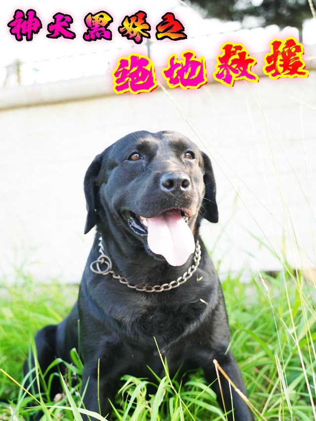 神犬黑妹之绝地救援封面