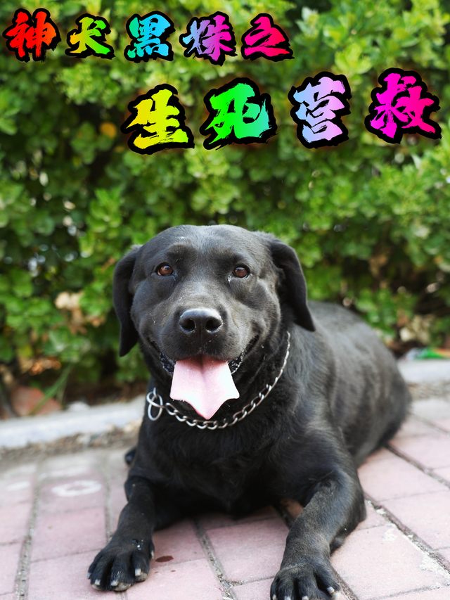神犬黑姝之生死营救封面