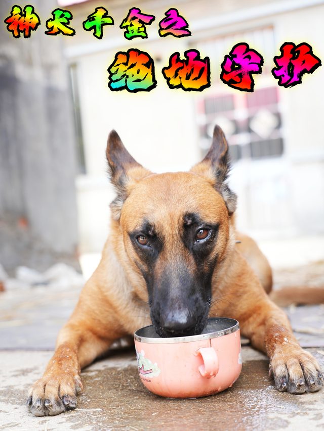 神犬千金之绝地守护封面