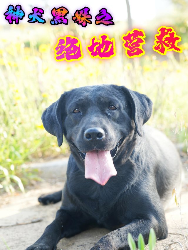 神犬黑妹之风暴营救封面