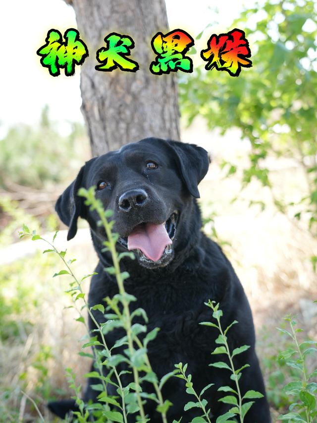 神犬黑姝封面