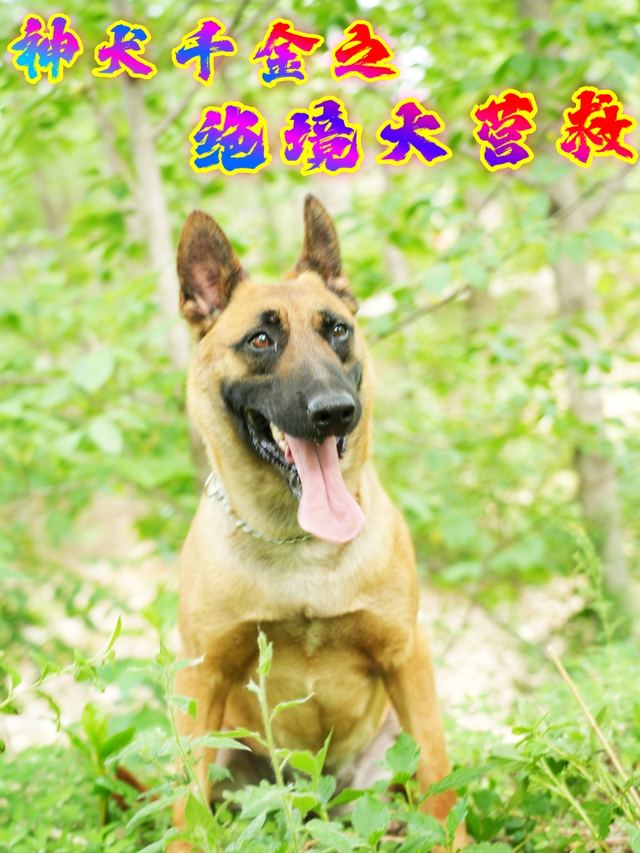 神犬千金之绝境大营救封面