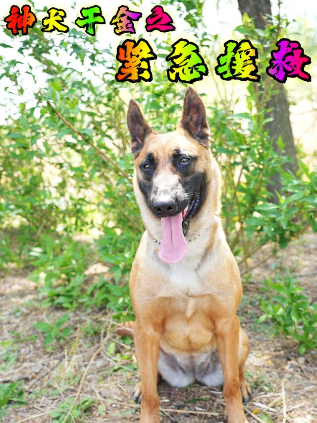 神犬干金之紧急援救封面