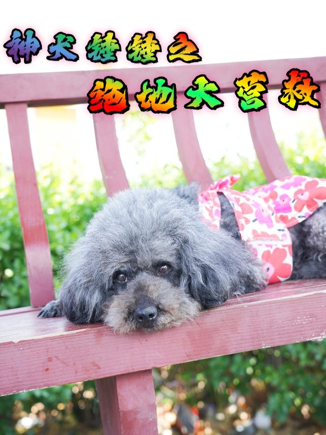 神犬锤锤之绝地大营救封面