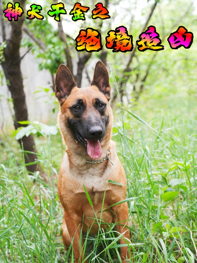 神犬干金之绝境追凶封面