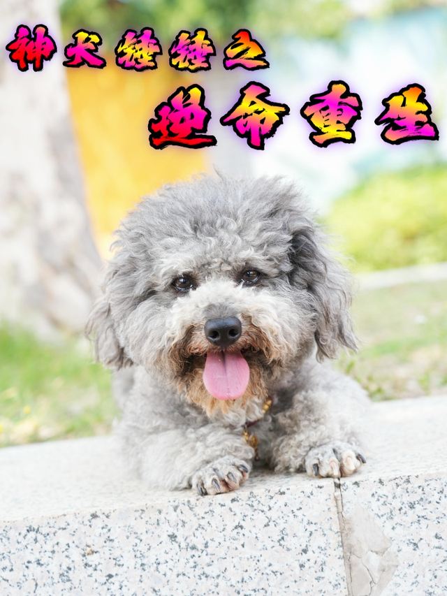 神犬锤锤之逆命重生封面