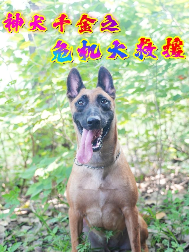 神犬千金之危机大救援封面