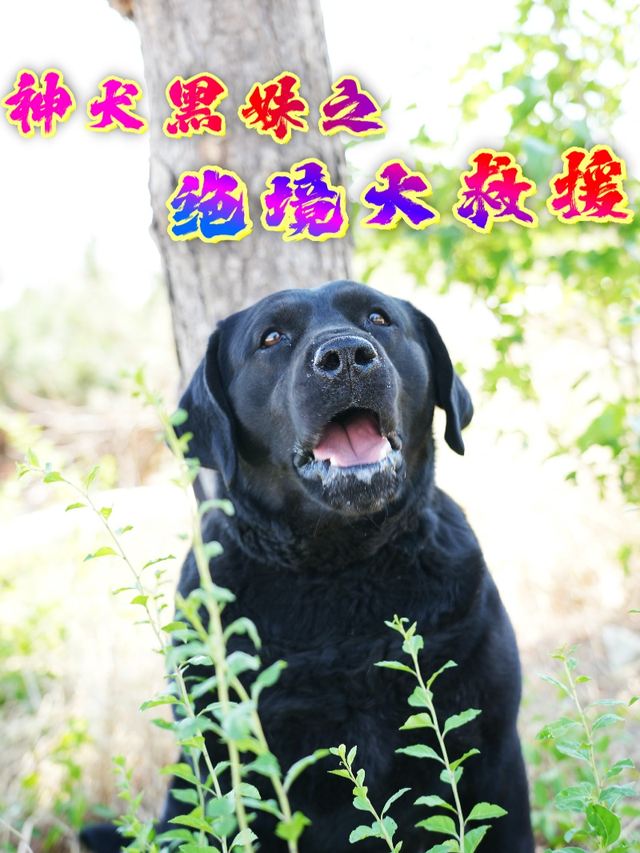 神犬黑妹之绝境大救援封面
