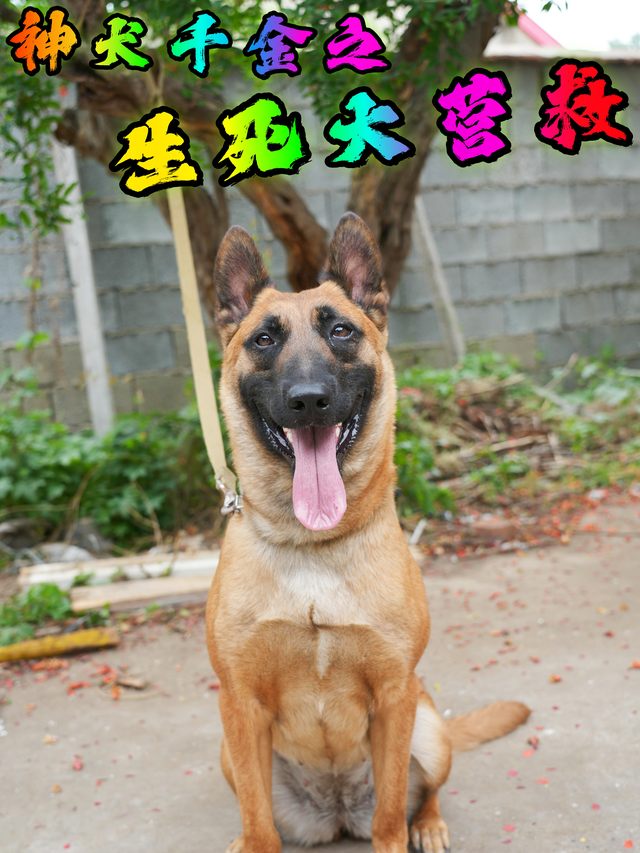 神犬千金之生死大营救封面