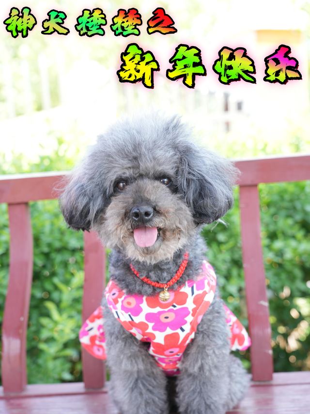神犬捶捶之新年快乐封面
