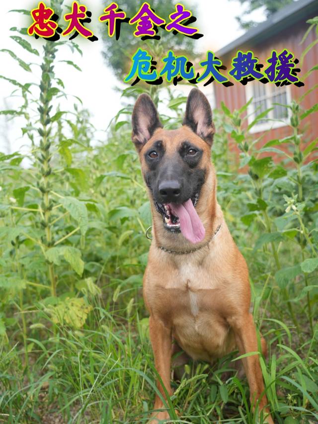 忠犬千金之危机大救援封面