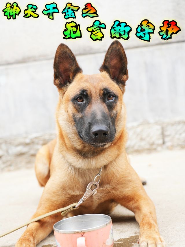 神犬干金之无言的守护封面