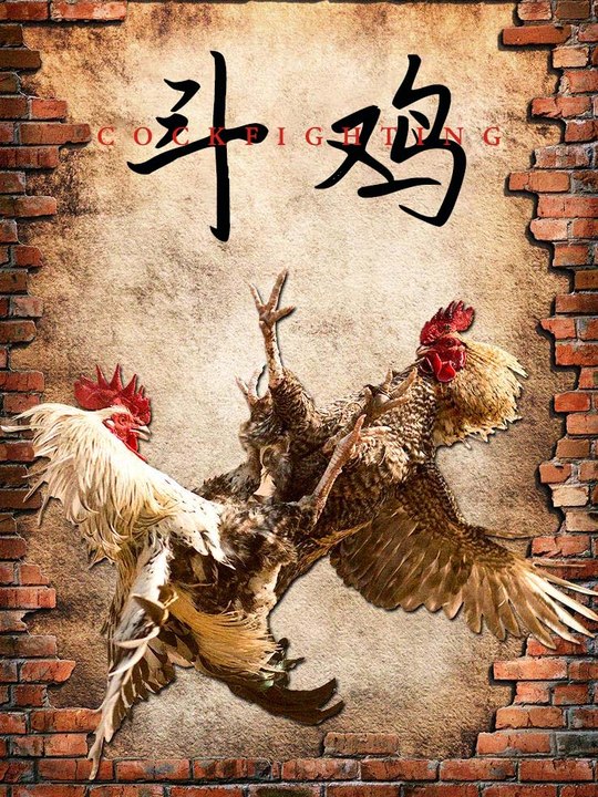 合集 · 斗鸡封面