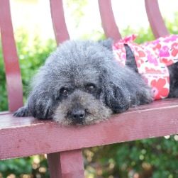 神犬锤锤之勇敢救主封面
