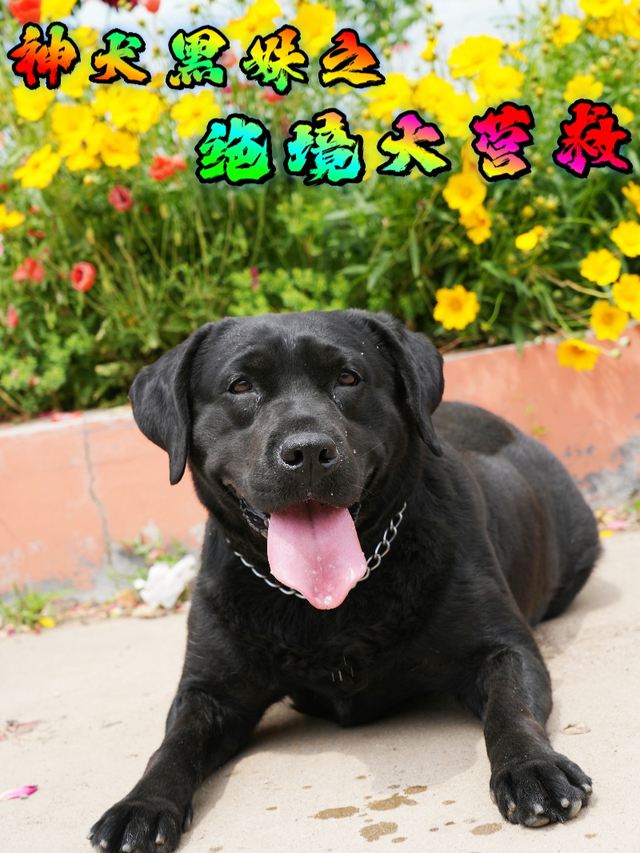 神犬黑妹之绝境大营救封面