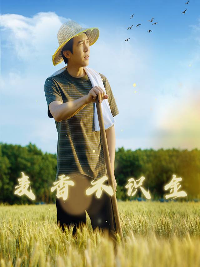麦香不识金封面
