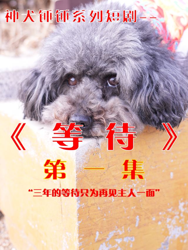 神犬锤锤之等待封面