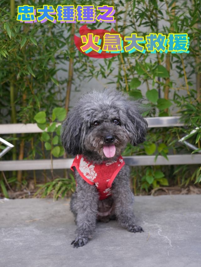 忠犬锤锤之火急大救援封面