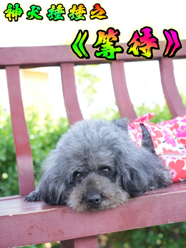 神犬捶捶之等待封面