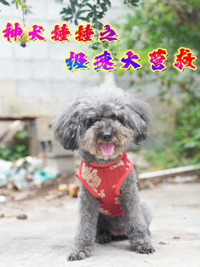 神犬锤锤之极速大营救封面
