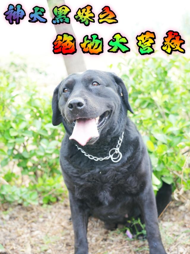 神犬黑妹之绝地大营救封面