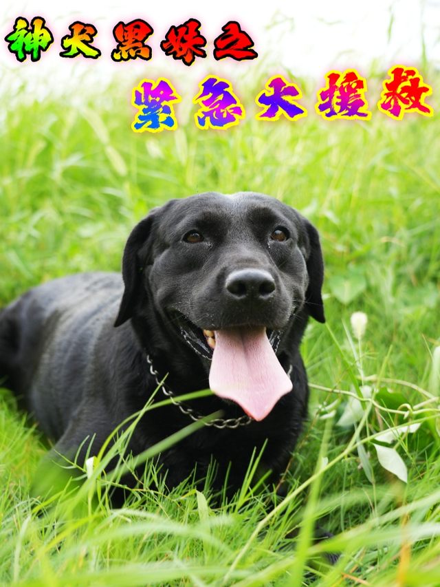 神犬黑妹之紧急大援救封面